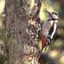 great spotted woodpecker